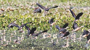 migrant birds 1.jpg