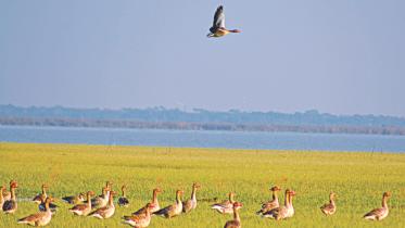 migratory birds.jpg