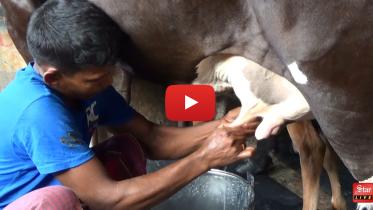 Milk capture 2.JPG