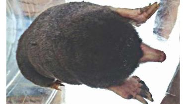 Mole-1WB.jpg