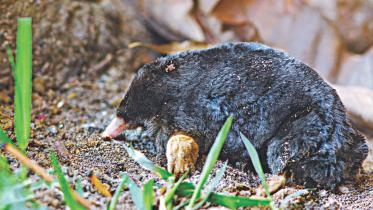 mole.jpg