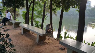 Monkey-1.jpg