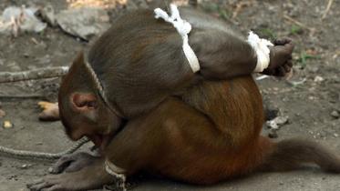 Monkey-1WB.jpg