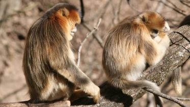 Monkey-1WB.jpg