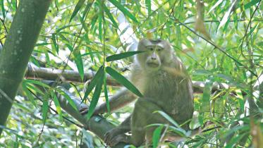 Monkey.jpg