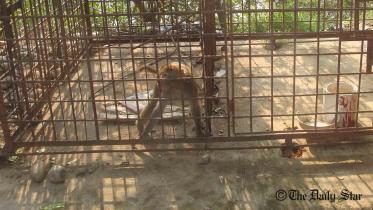 Monkey rescued.jpg