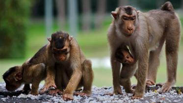 monkeys-aids-wbn.jpg
