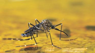 mosquito.jpg