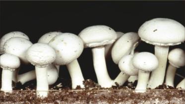 mushroom.jpg
