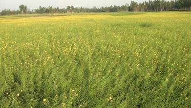 Mustard production in Bangladesh 