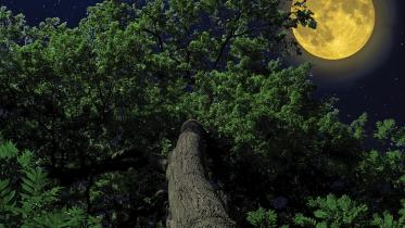 nature.jpg