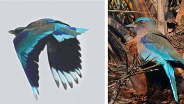 new bird.jpg