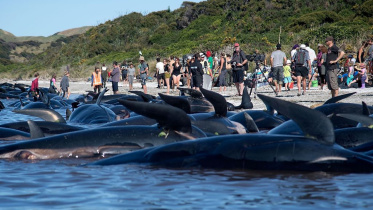 Newzealand whale-2.jpg