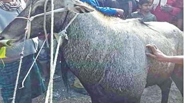 nilgai.jpg