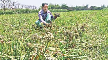 onion harvest.jpg