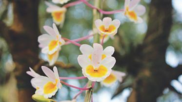 orchid.jpg