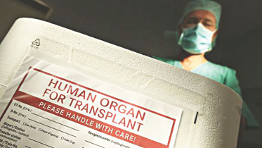 organ.jpg