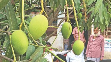 Organic mango.jpg