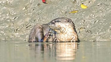 otter.jpg