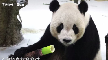 panda-cub-Yuan-Zai