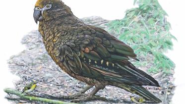 Parrot.jpg