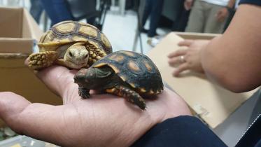 Philippines-turtles-2.jpg