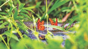 Photo Aftab Uzzaman