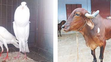 pigion and bull farm.jpg