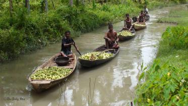 Pirojpur-Guava--5.jpg