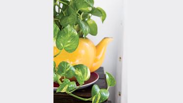 plants.jpg