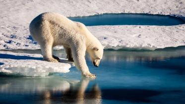 Polar-bear-1WB.jpg