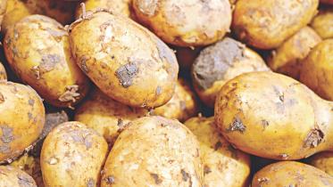 Potato