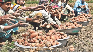 potato growers.jpg