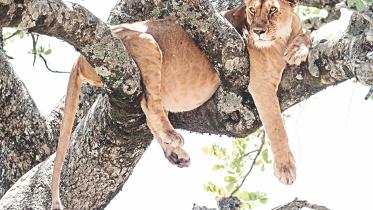 Predators Masai Mara.jpg