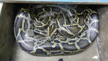 python-rescue