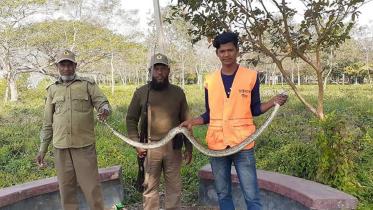 Long python