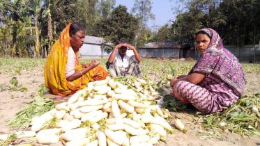 radish Tk 20.jpg