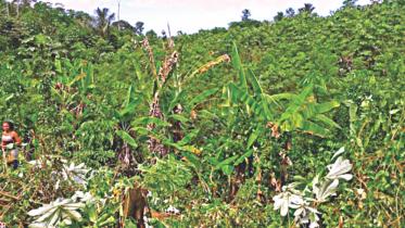 rainforest.jpg