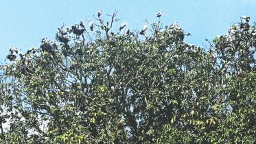 Rajshahi mango orchard.jpg