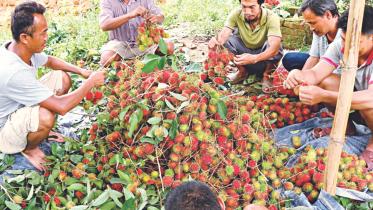 rambutan.jpg