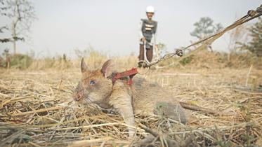 rat.jpg