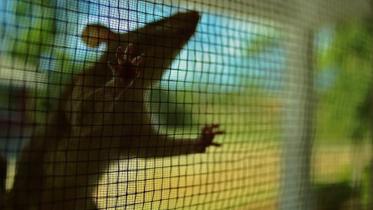 Rats-1WB.jpg