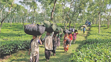 record tea production.jpg
