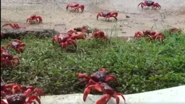 Red-crab-web.jpg