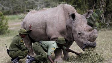 Rhino-1WB.jpg