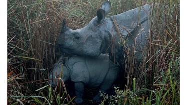 Rhino-hornWB.jpg