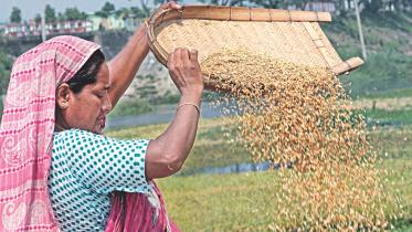 rice seeds.jpg