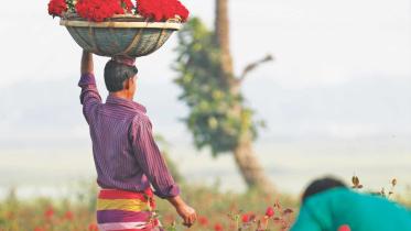 Roses, Everywhere 