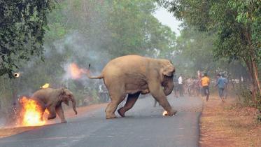 Sanctuary-Asia-1WB.jpg