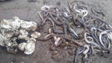 satkhira-snakes-web.jpg
